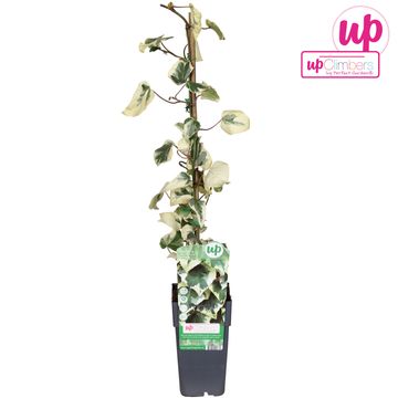 Hedera colchica 'Dentata Variegata'