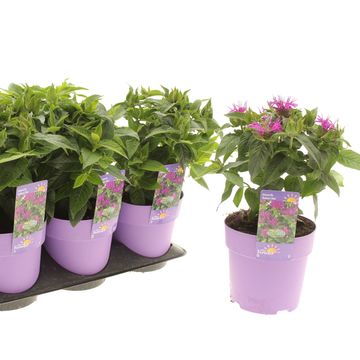 Monarda BALMY LILAC