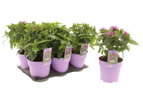 Monarda BALMY LILAC