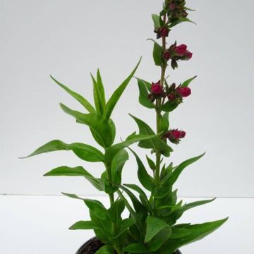 Penstemon PENTASTIC MIX