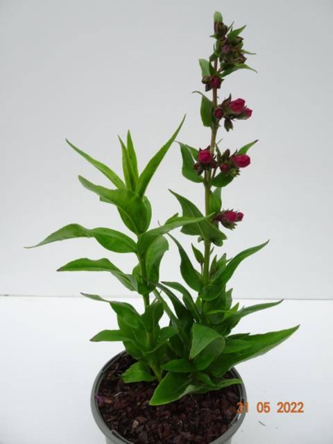 Penstemon PENTASTIC MIX