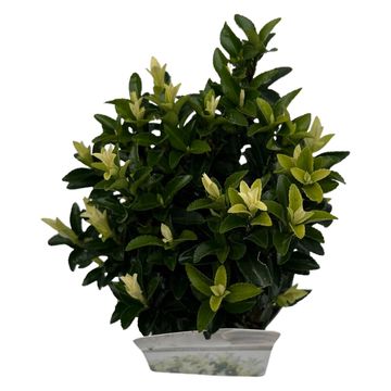 Euonymus japonicus PALOMA BLANCA