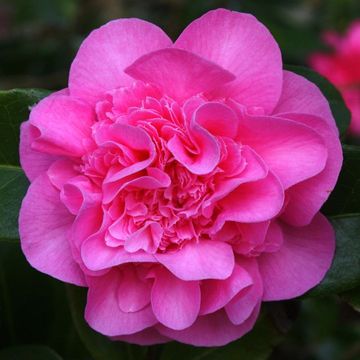 Camellia x williamsii 'Debbie'