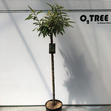 Castanea sativa 'Variegata'