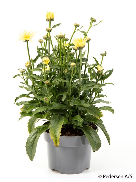 Leucanthemum BROADWAY LIGHTS