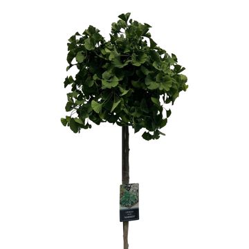 Ginkgo biloba 'Mariken'