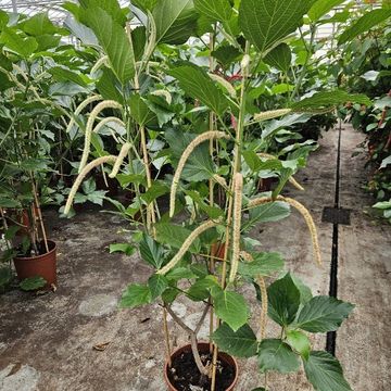 Acalypha hispida 'Alba'