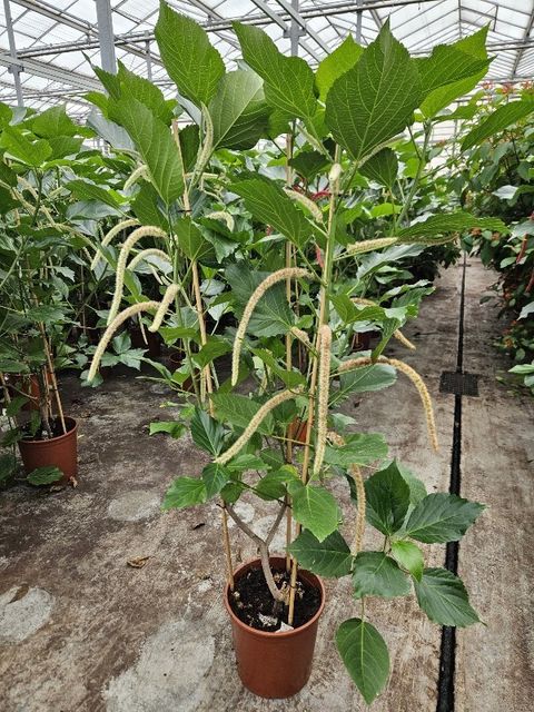 Acalypha hispida 'Alba'