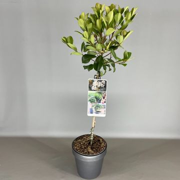 Rhaphiolepis umbellata