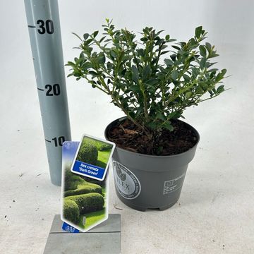Ilex crenata DARK GREEN