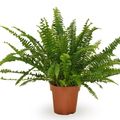 Nephrolepis exaltata 'Green Lady'