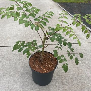 Aralia elata