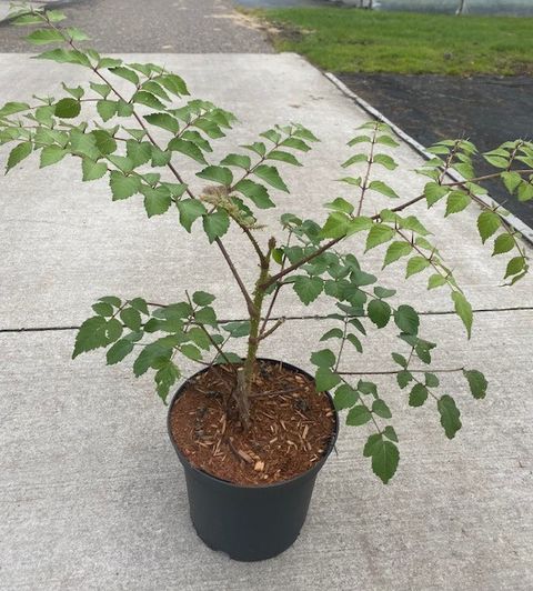 Aralia elata