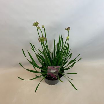 Allium 'Millenium'