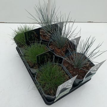 Festuca MIX