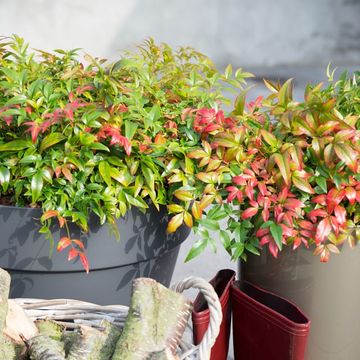 Nandina domestica OBSESSED