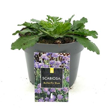 Scabiosa columbaria 'Butterfly Blue'