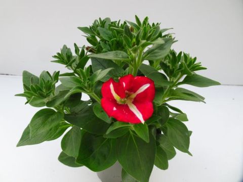 Petunia ARMORE KING OF HEARTS