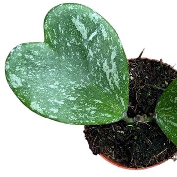Hoya kerrii 'Splash'