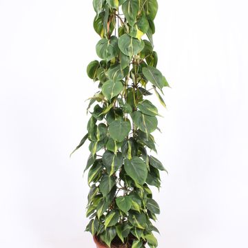 Filodendro scandens 'Brasil'