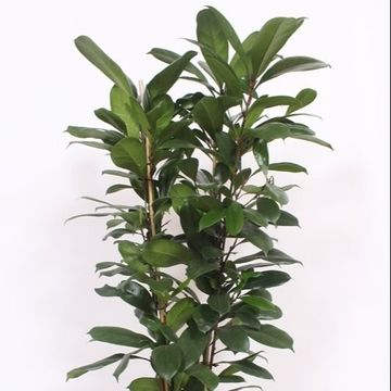 Ficus cyathistipula