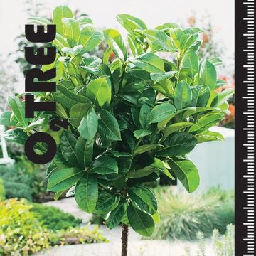 Prunus laurocerasus ETNA