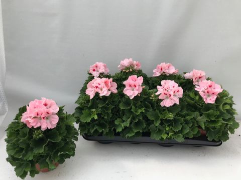 Pelargonium grandiflorum