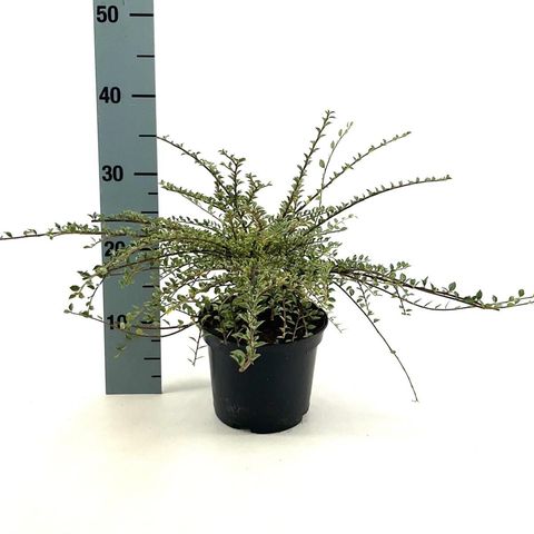 Cotoneaster atropurpureus 'Variegatus'