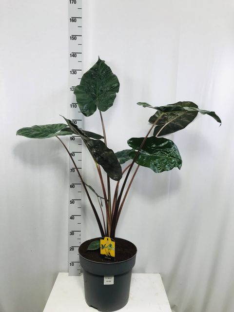 Alocasia 'Yucatan Princess'