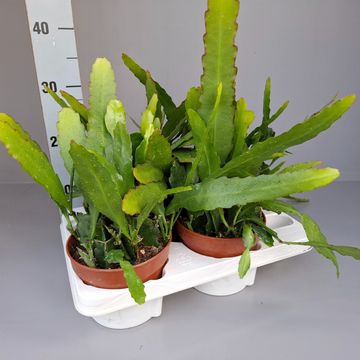 Epiphyllum 'Frühlingsgold'