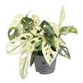 Monstera adansonii 'Variegata'
