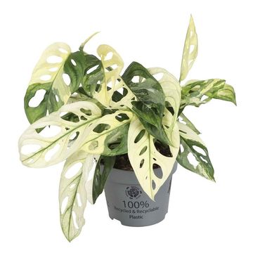 Monstera adansonii 'Variegata'