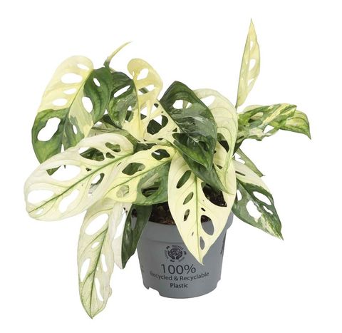 Monstera adansonii 'Variegata'
