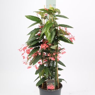 Begonia corallina