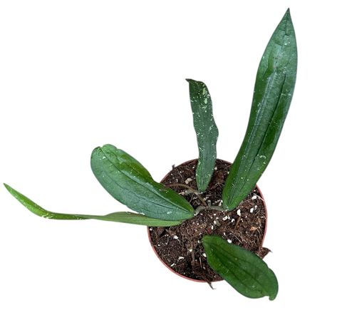 Hoya 'Rindu Rafflesia'