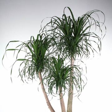 Beaucarnea recurvata