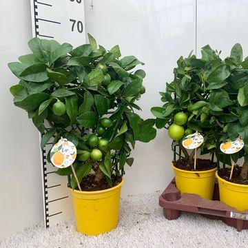 Citrus x meyeri 'Meyer'