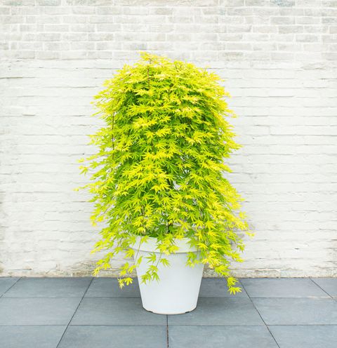 Acer palmatum CASCADE CITRINE