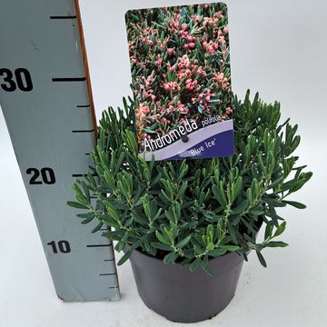 Andromeda polifolia 'Blue Ice'