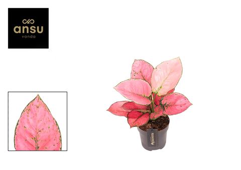 Aglaonema 'Rose Red'