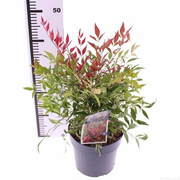 Nandina domestica 'Red Light'
