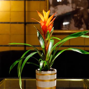 Guzmania 'Variada'