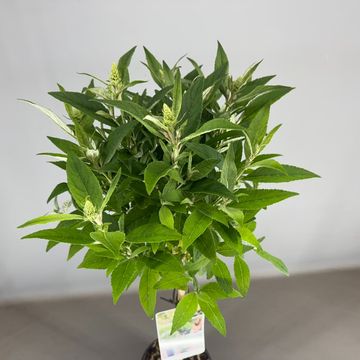 Buddleja davidii BUTTERFLY CANDY LITTLE WHITE