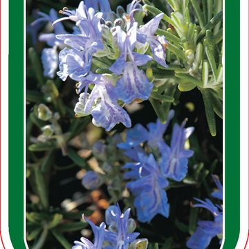 Rosmarinus officinalis 'Pointe du Raz'