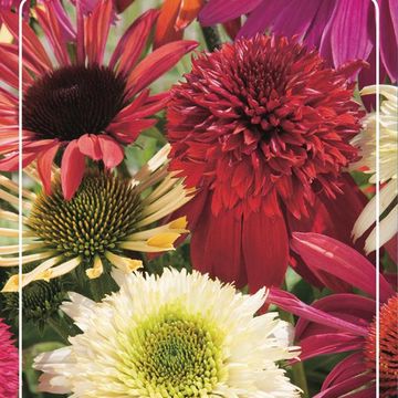 Echinacea BREEDER'S MIX