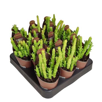 Euphorbia bisellenbeckii