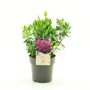 Kalmia angustifolia 'Rubra'