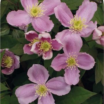 Clematis 'Tetrarose' (M)