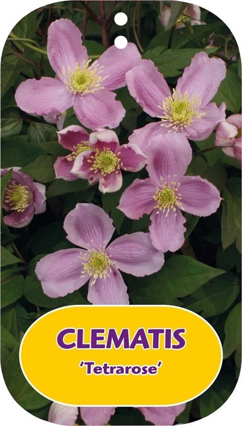 Clematis 'Tetrarose' (M)