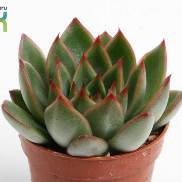 Echeveria agavoides